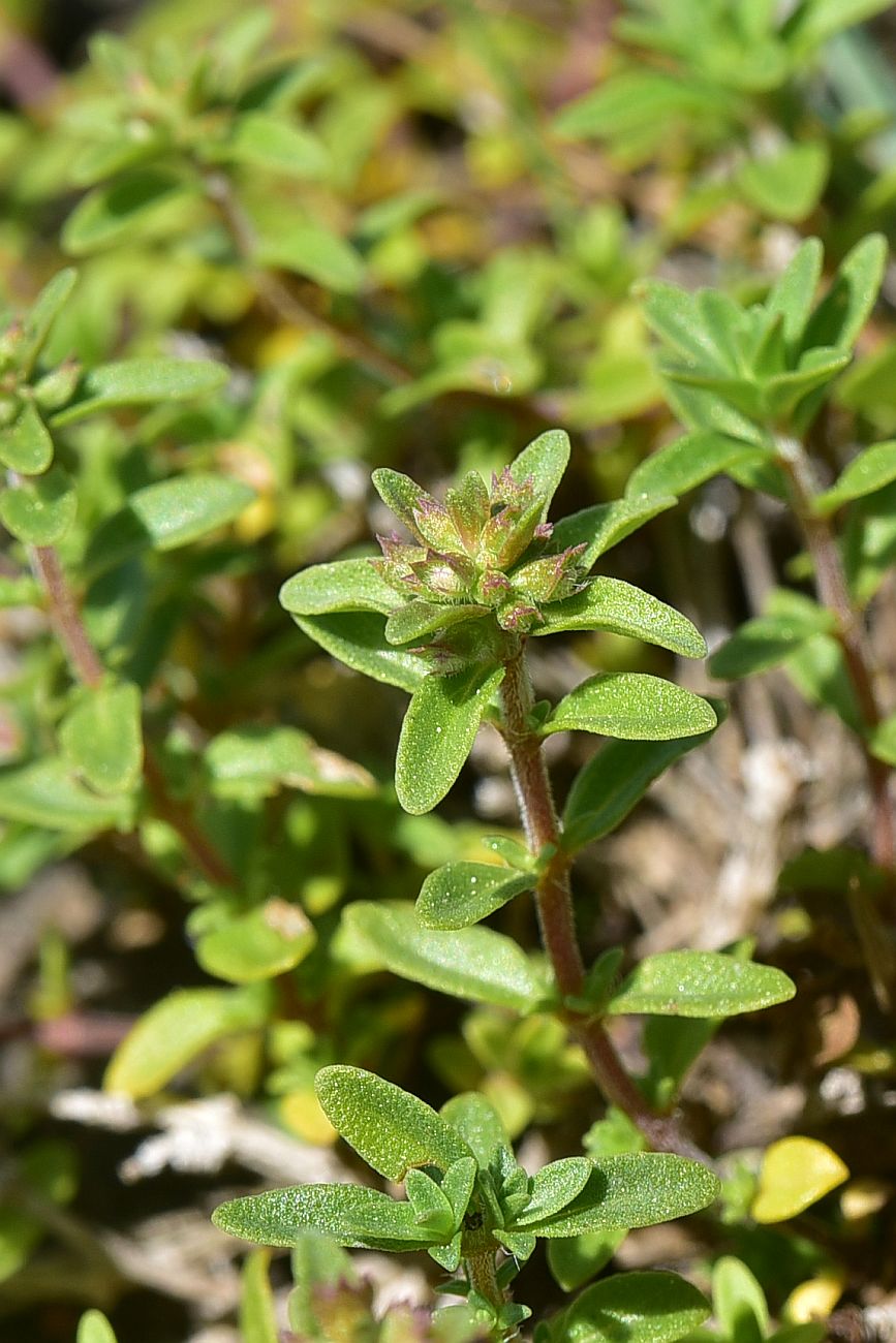 Image of genus Thymus specimen.