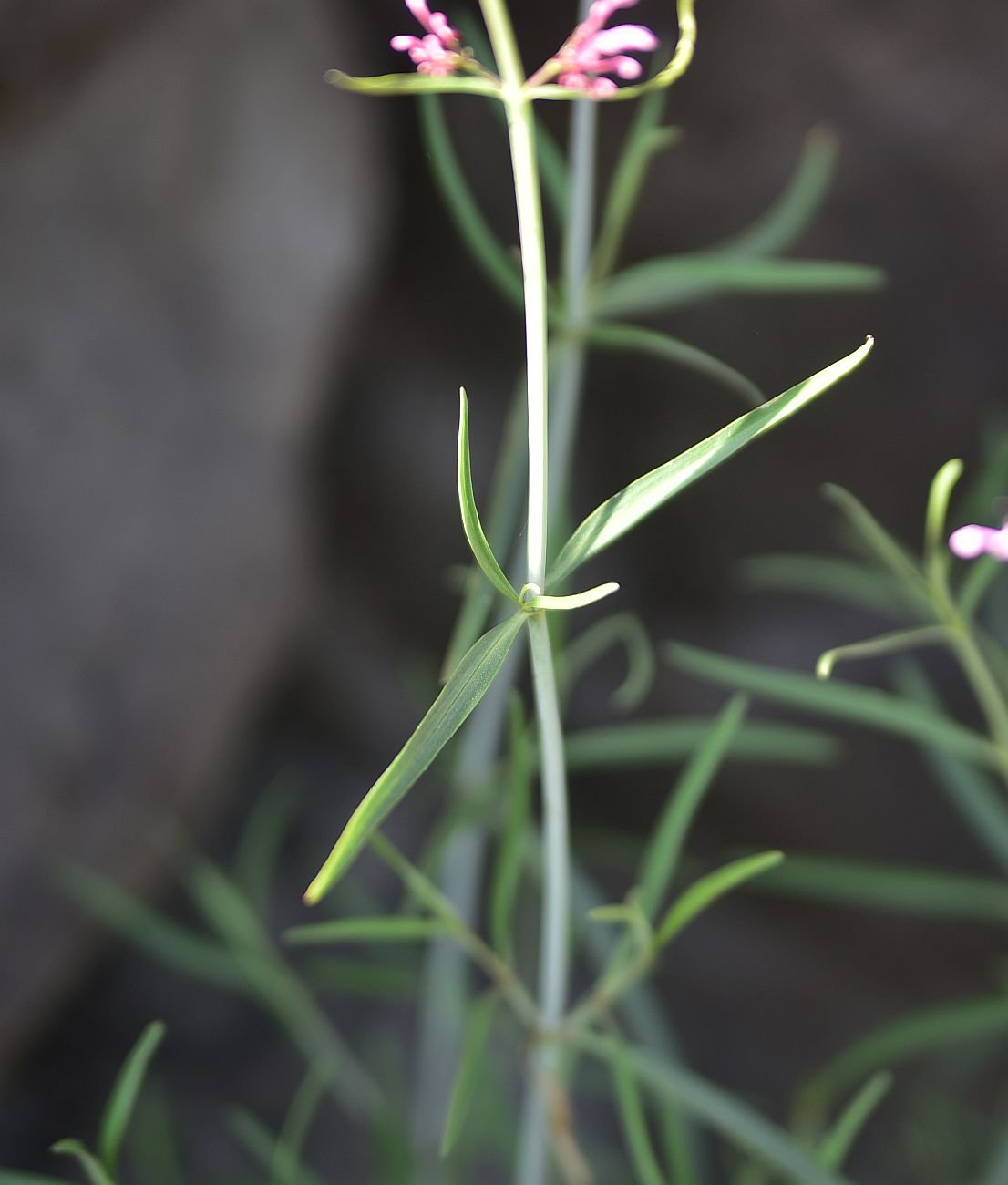 Изображение особи Centranthus longiflorus.