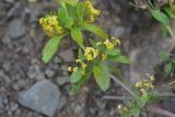 unknown species. Верхушка цветущего растения. Грузия, край Самцхе-Джавахети, Ахалцихский муниципалитет, левый борт р. Цинубанисцкали, 1,5 км выше по течению от горячего источника Цинубани. 9 июня 2026 г.