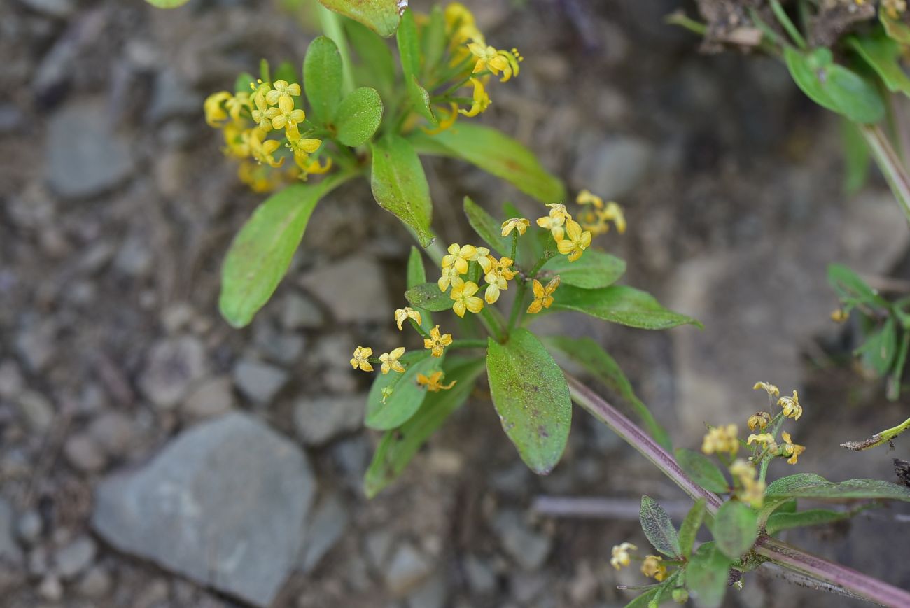 Image of genus Cruciata specimen.