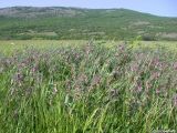 Vicia striata. Куртина цветущего горошка. Крым, Байдарская долина, окр. с. Орлиное. 16.05.2010.