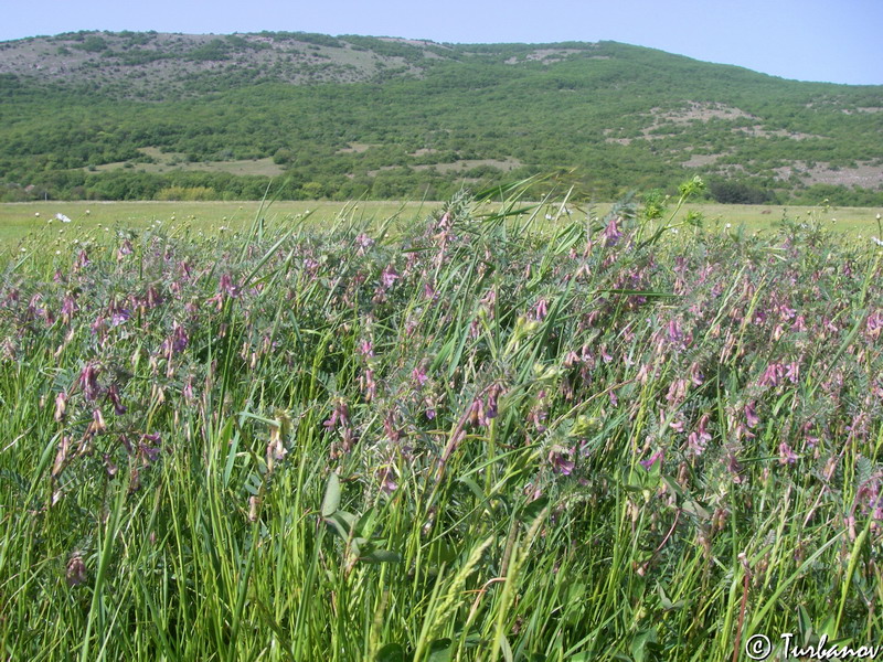 Image of Vicia striata specimen.