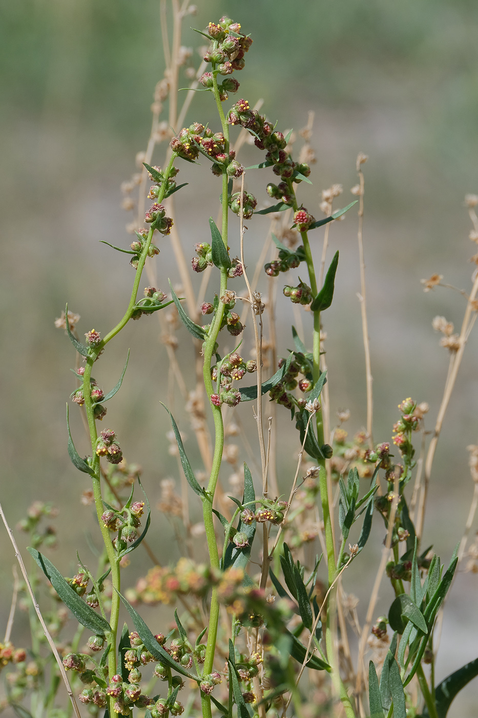 Image of Artemisia pamirica specimen.