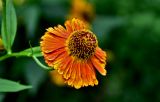 Helenium autumnale. Соцветие. Московская обл., г. Железнодорожный, в культуре. 21.08.2026.