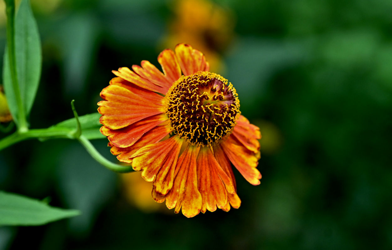 Изображение особи Helenium autumnale.