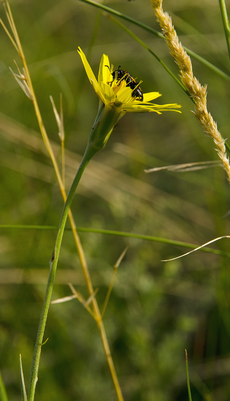 Image of Scorzonera stricta specimen.