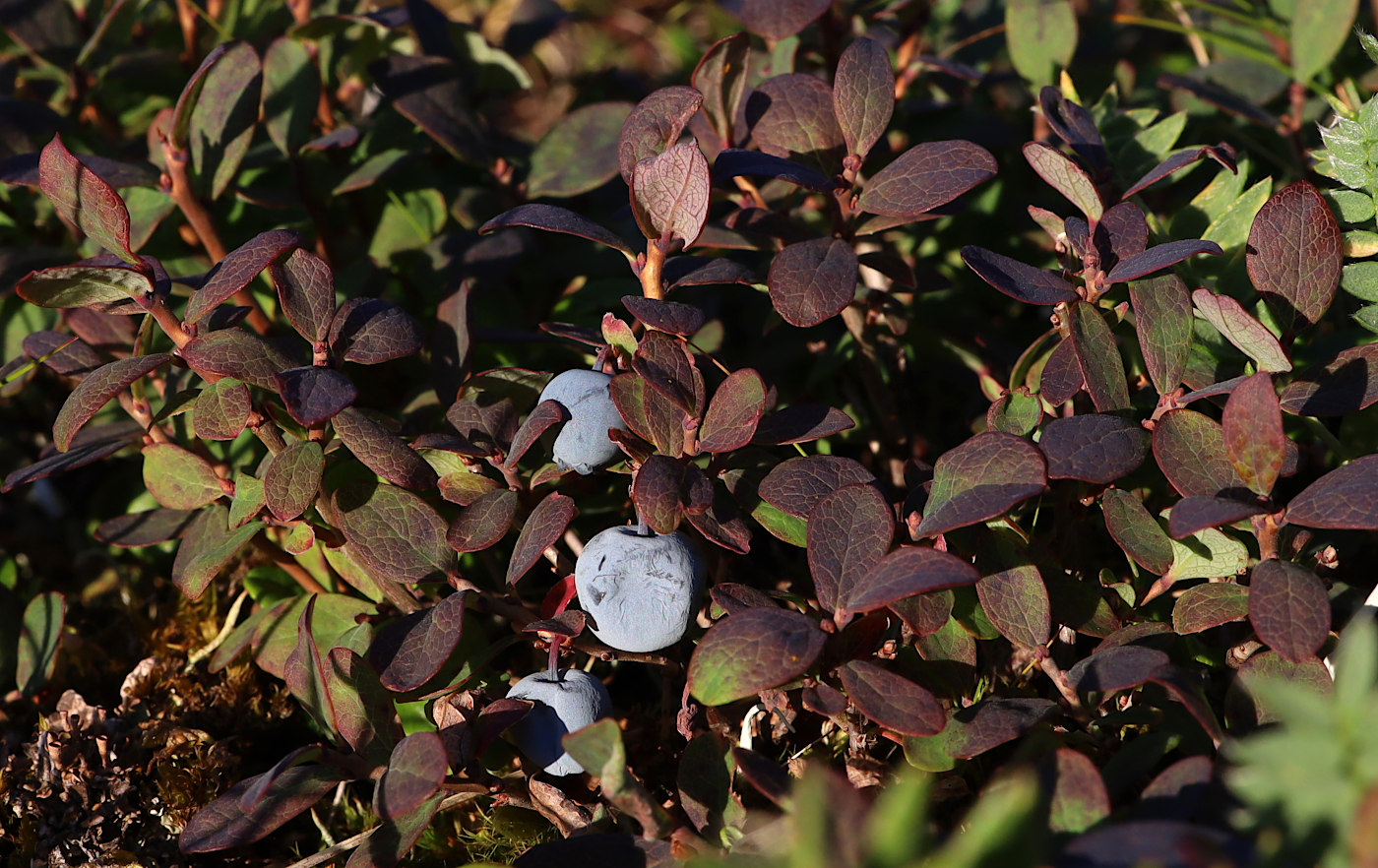 Изображение особи Vaccinium uliginosum.
