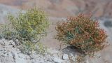 Anabasis truncata. Плодоносящие растения. Казахстан, Жетысуская обл., Панфиловский р-н, отроги Джунгарского Алатау, горы Долонтау, переполненные гипсом пестроцветы. 19 сентября 2025 г.