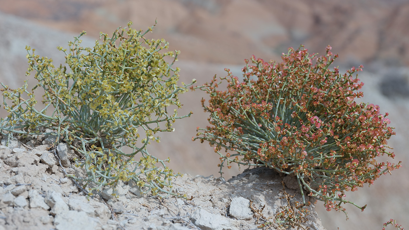 Image of Anabasis truncata specimen.