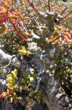 Tylecodon paniculatus