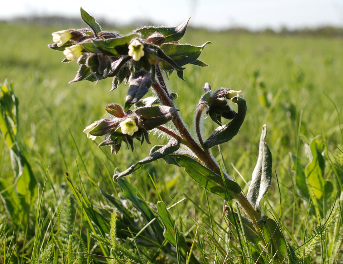 Image of Nonea rossica specimen.