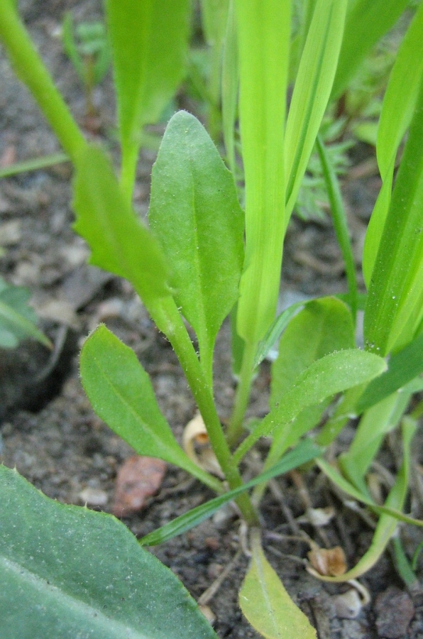 Image of Chorispora tenella specimen.