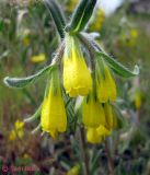 Onosma taurica. Соцветие. Крым, окр. Севастополя, Каламита. 11 мая 2011 г.