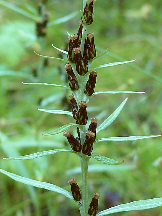 Image of Omalotheca norvegica specimen.