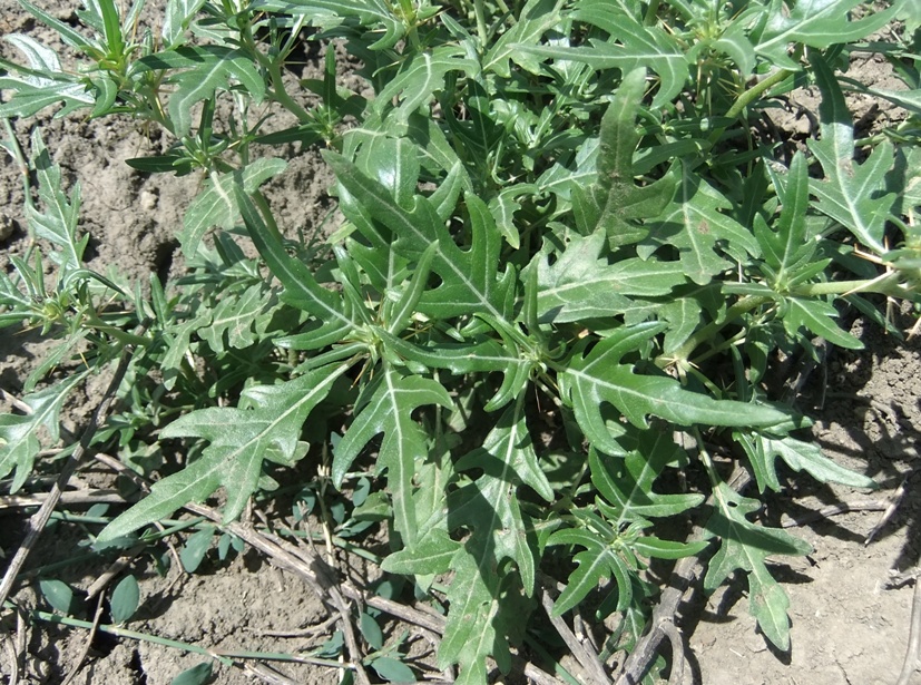 Image of Xanthium spinosum specimen.