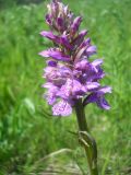 Dactylorhiza fuchsii