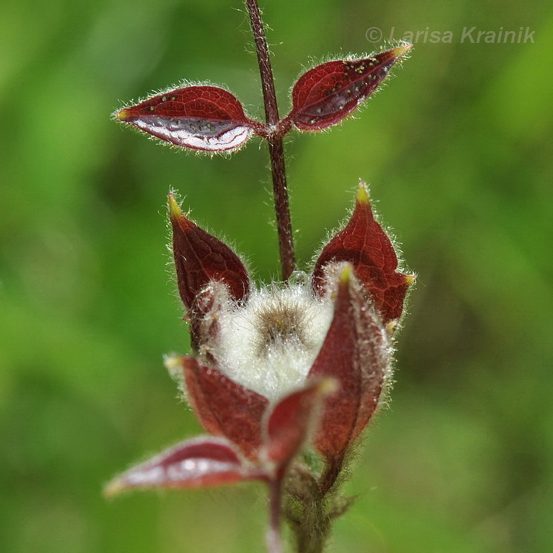 Image of Clematis fusca specimen.