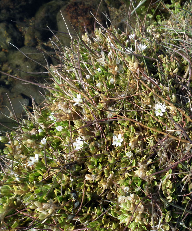 Image of Stellaria humifusa specimen.