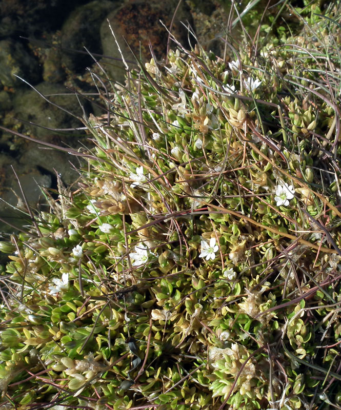 Изображение особи Stellaria humifusa.