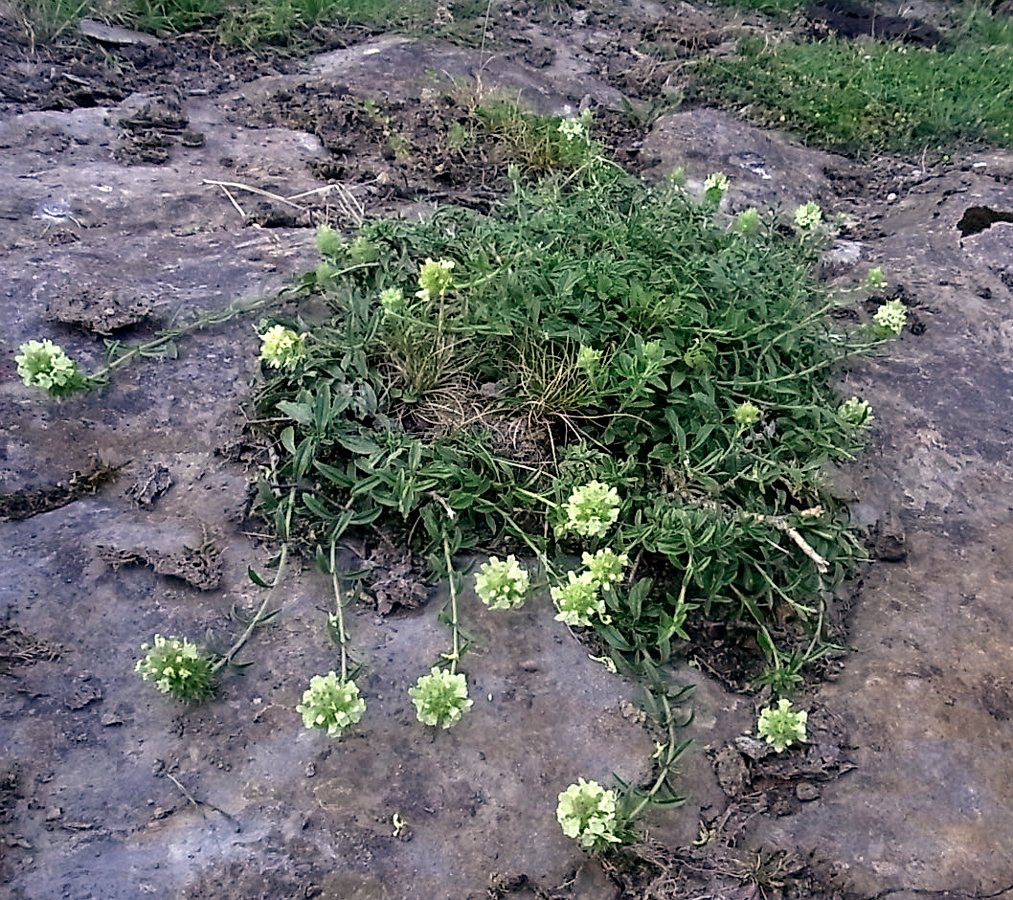 Image of Sideritis hyssopifolia specimen.