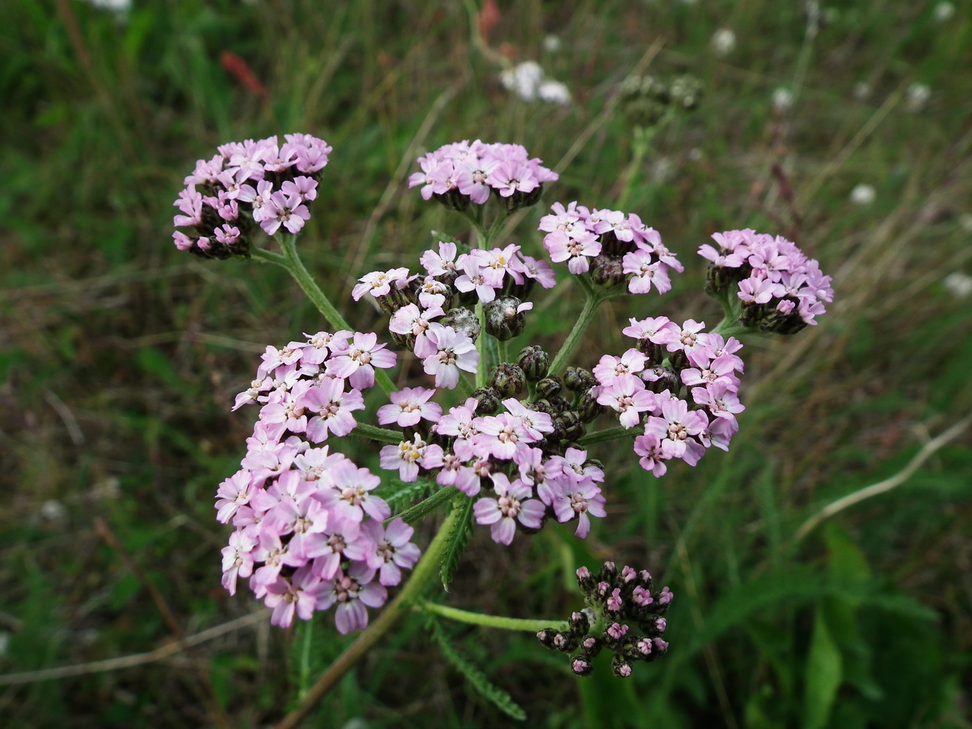 Image of Achillea apiculata specimen.