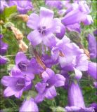 Campanula komarovii