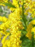 Solidago gigantea