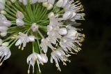 Allium nutans. Соцветие. Московская обл., Раменский р-н, окр. дер. Хрипань, дачный участок. 19.07.2008.