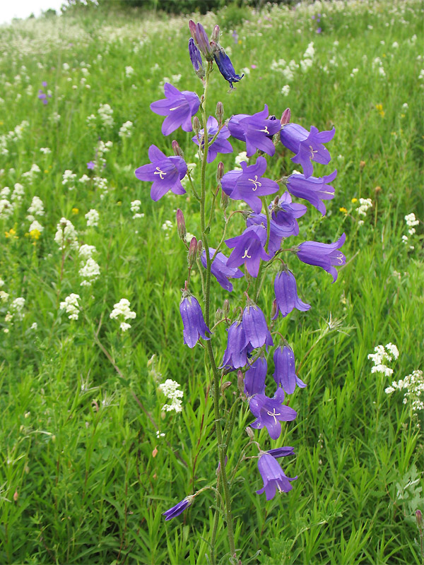 Image of Campanula sibirica specimen.