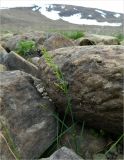Poa alpigena ssp. colpodea