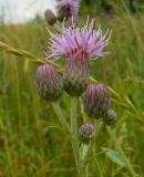 Cirsium incanum. Верхушка растения с соцветиями. Ростовская обл., Азовский р-н, окр. с. Кугей, у обочины дороги. 8 июля 2011 г.