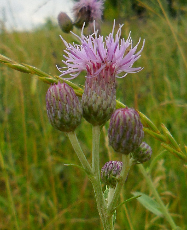 Изображение особи Cirsium incanum.