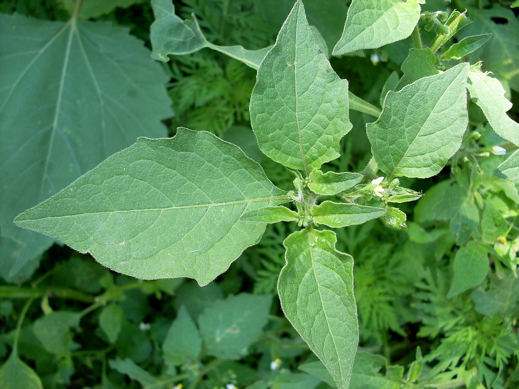 Image of Solanum nigrum ssp. schultesii specimen.