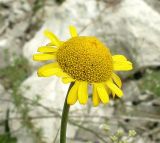 Anthemis tinctoria. Соцветие. Ростовская обл., Куйбышевский р-н, окр. с. Лысогорка, на меловом склоне. 17.07.2011.