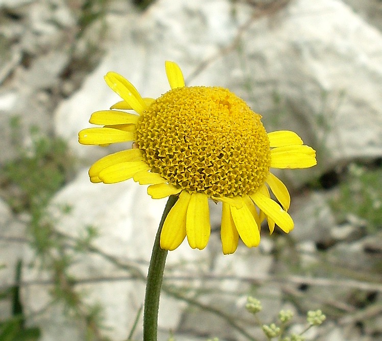 Изображение особи Anthemis tinctoria.