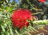 Callistemon citrinus. Соцветие. Азербайджан, г. Баку. 30.05.2009.