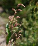 Persicaria lapathifolia. Верхушка растения с соцветиями. Московская обл., Раменский р-н, окр. дер. Хрипань, окраина поля. 14.07.2011.