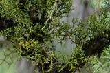 Arceuthobium oxycedri. Растение на ветвях Juniperus seravschanica. Киргизия, Тянь-Шань, Таласский хр., ущ. р. Чичкан. 30.05.2011.