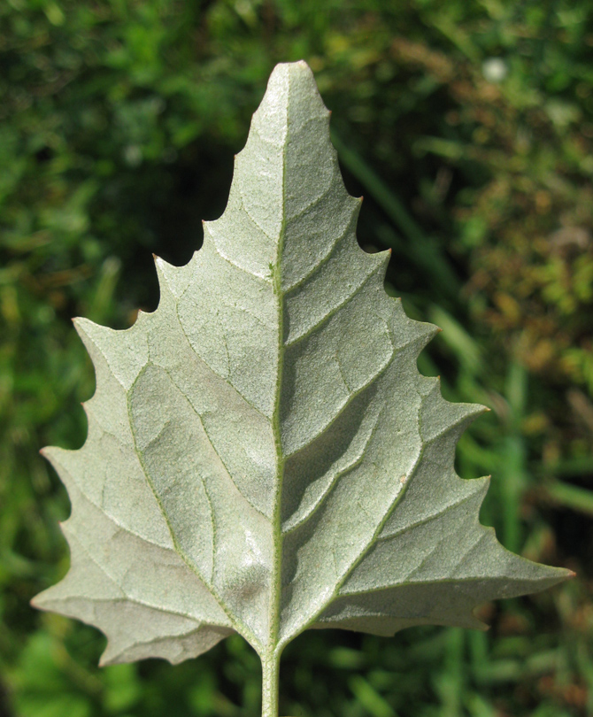 Image of Atriplex sagittata specimen.