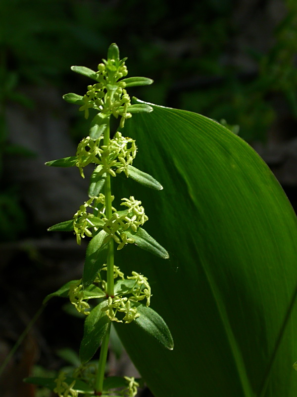 Изображение особи Cruciata glabra.