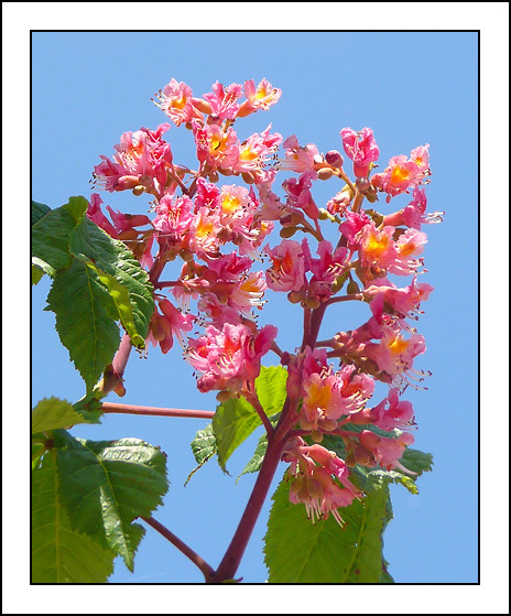 Изображение особи Aesculus &times; carnea.