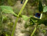 Anagallis arvensis. Часть побега с плодами. Копетдаг, Чули. Май 2011 г.