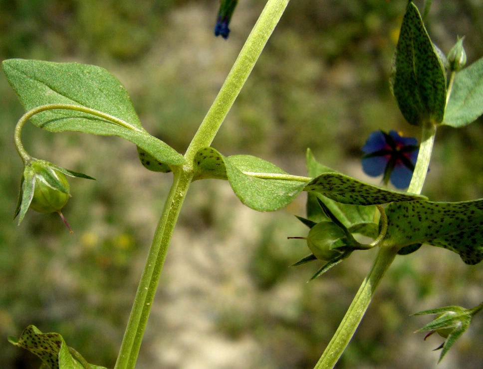 Изображение особи Anagallis arvensis.