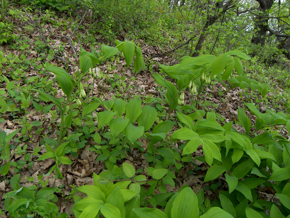 Изображение особи Polygonatum ovatum.