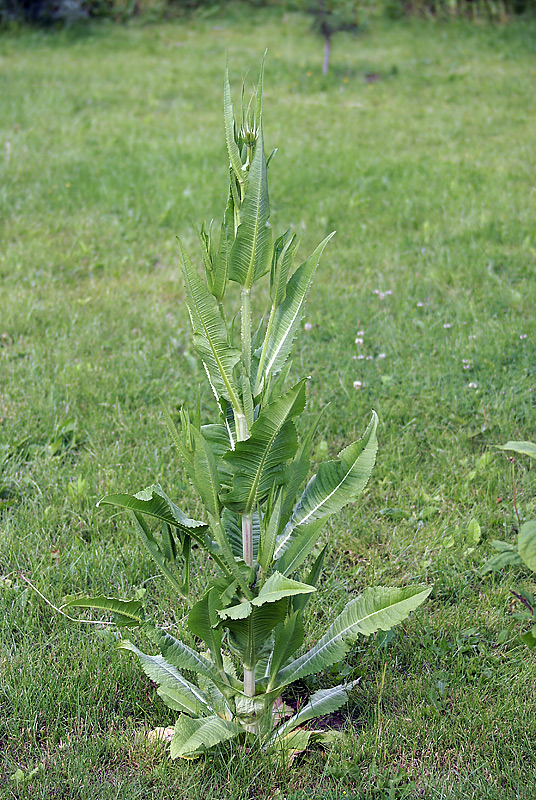 Image of Dipsacus fullonum specimen.