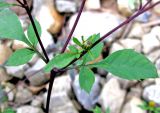 род Bidens. Листья и бутонизирующее соцветие-корзинка. Чувашия, г. Чебоксары, отсыпка щебня по урезу воды Чебоксарского вдхр. 23.09.2011.