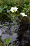 Cardamine amara