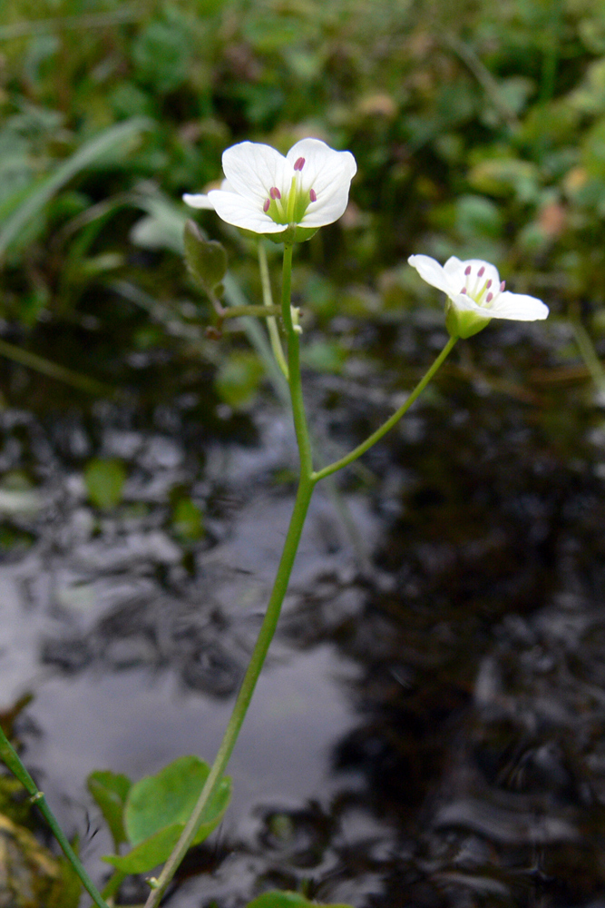 Изображение особи Cardamine amara.