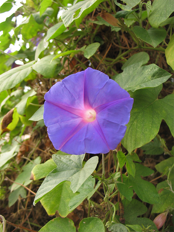 Изображение особи Ipomoea indica.