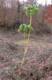 Brassica oleracea var. gemmifera